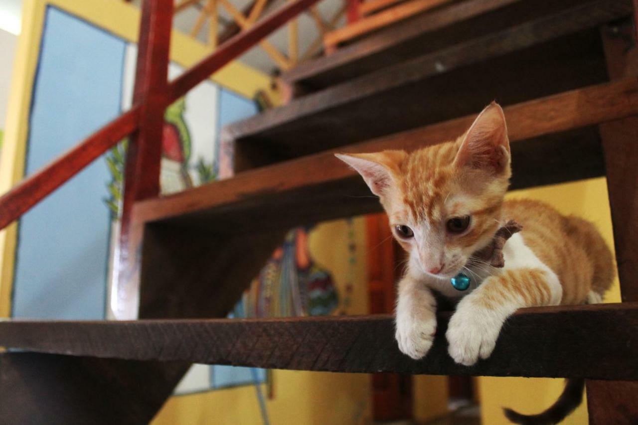 Ciao Cacao Hostel & Vegan Cafe Flores Kültér fotó